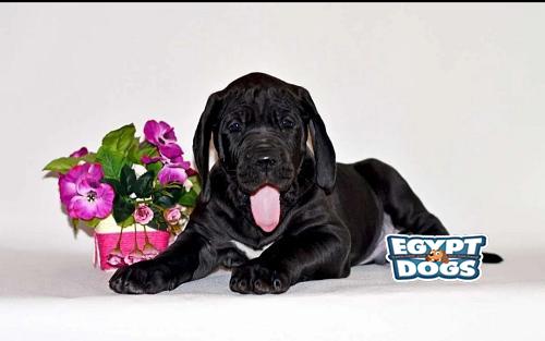 Great Dane