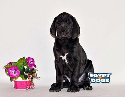 Great Dane