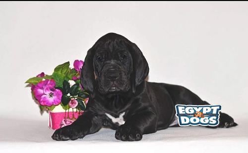 Great Dane