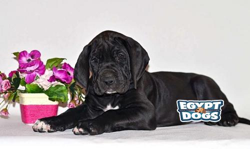 Great Dane