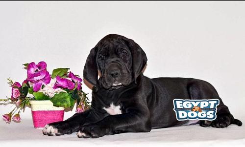 Great Dane