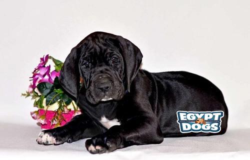 Great Dane