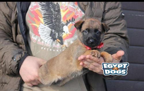 Belgian shepherd