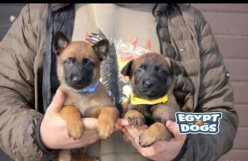 Belgian shepherd