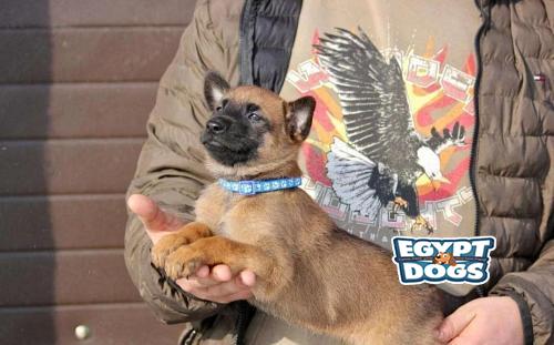 Belgian shepherd