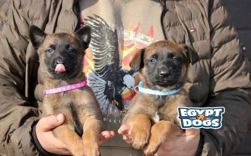 Belgian shepherd