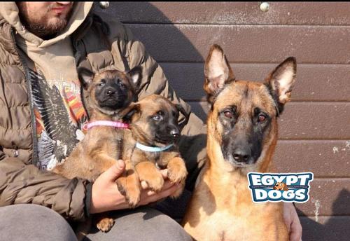 Belgian shepherd