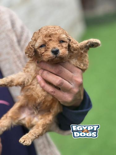 Toy Poodle