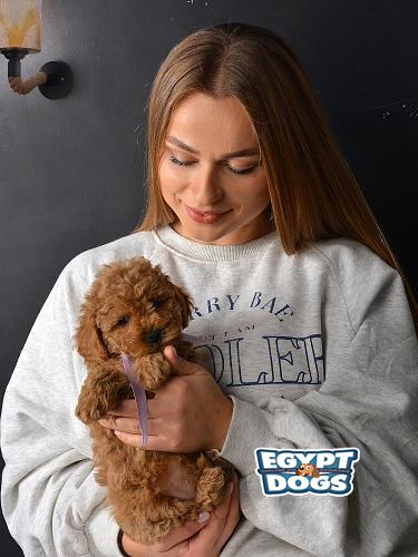 Toy Poodle
