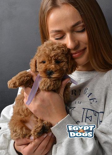 Toy Poodle
