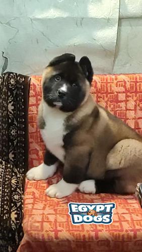 American Akita Akita | Egyptdogs