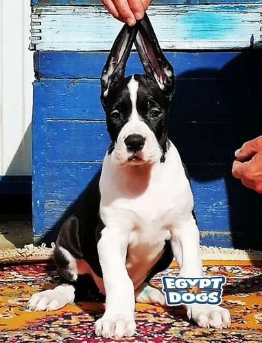 Milo