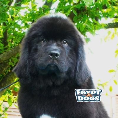 Bailey