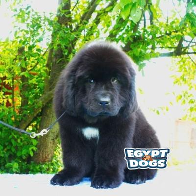 Bailey