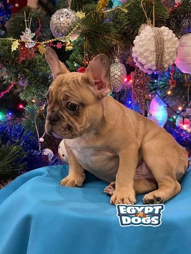 French Bulldog