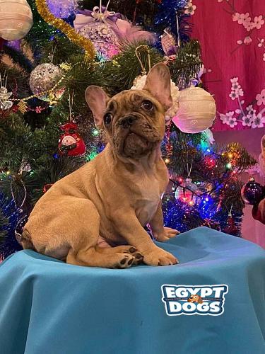 French Bulldog