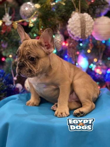 French Bulldog