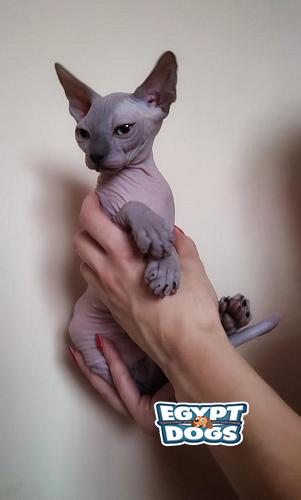 Sphynx