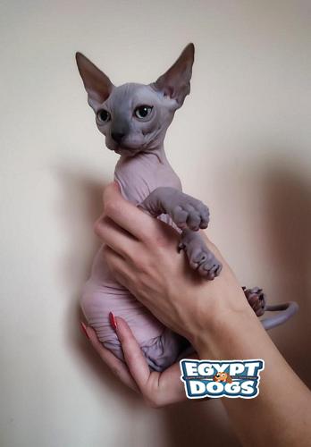 Sphynx