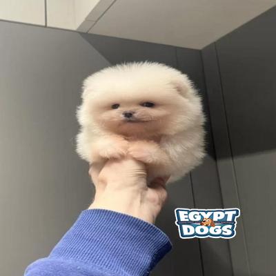 Teddy
