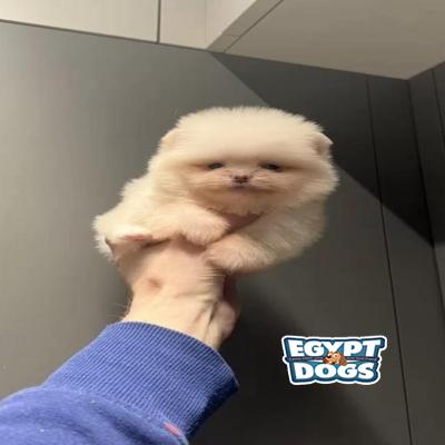 Teddy