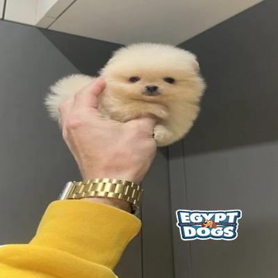 Teddy