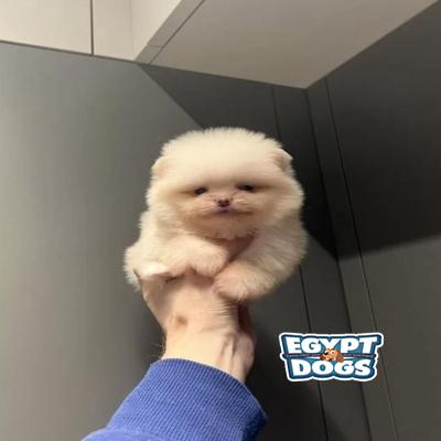 Teddy
