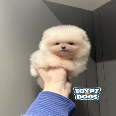 Teddy