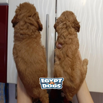 Toy Poodle in Egypt puppies