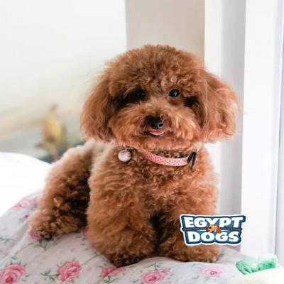 Milo